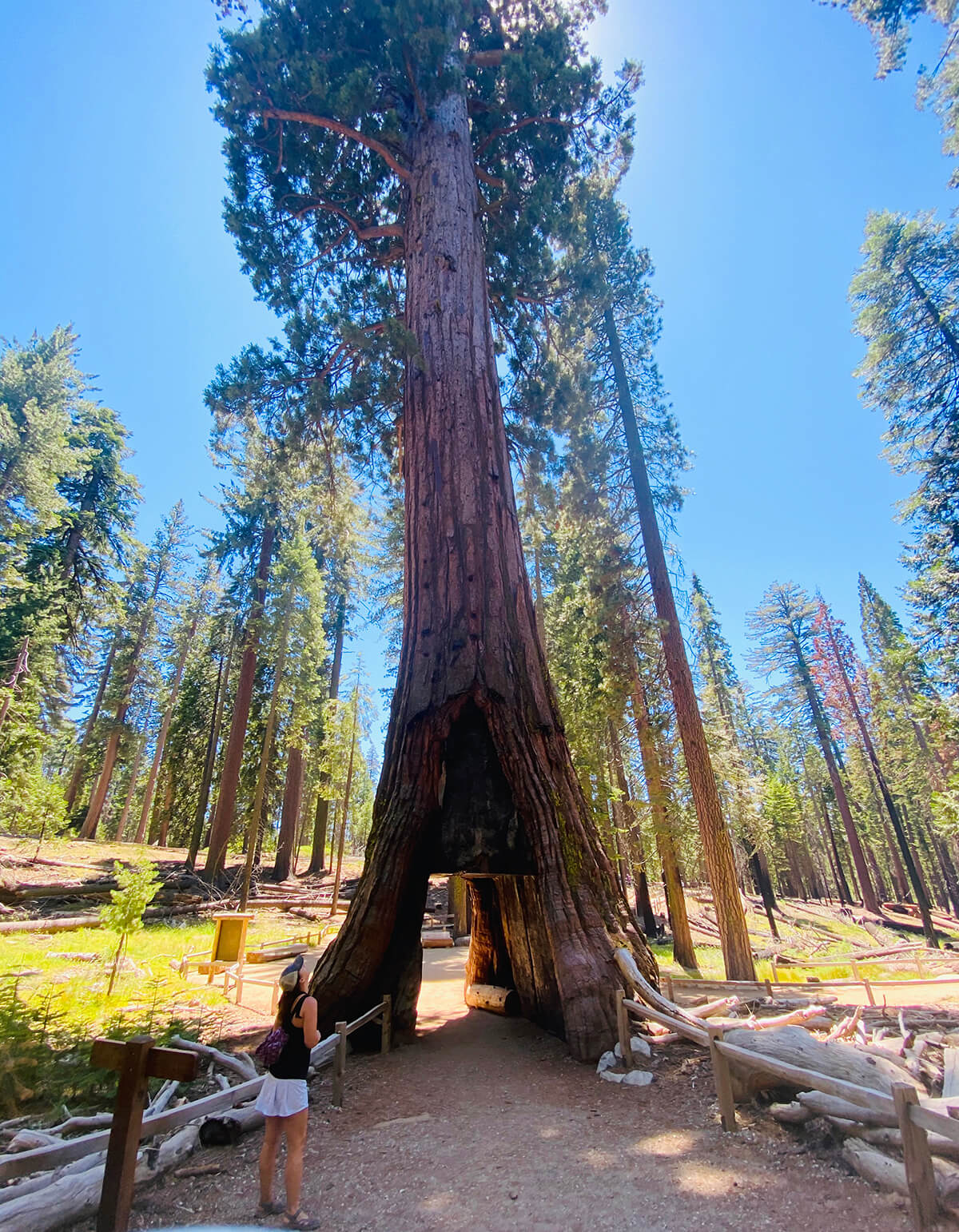 the-healing-tree-yosemite-giant-sequoia-california-tunnel-tree-mariposa-grove_1200x1542